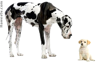 Photo: Big and small dogs together